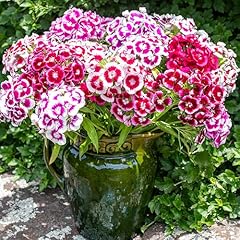 Sweet william auricula for sale  Delivered anywhere in UK