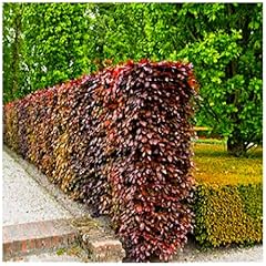 Copper beech 2ft for sale  Delivered anywhere in UK
