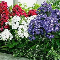 Votaniki phlox mix for sale  Delivered anywhere in USA 