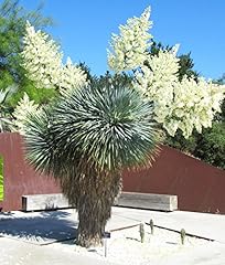 Yucca rostrata raro usato  Spedito ovunque in Italia 