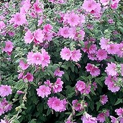 Lavatera rosea tree for sale  Delivered anywhere in Ireland