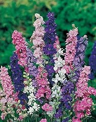 Delphinium larkspur giant for sale  Delivered anywhere in Ireland