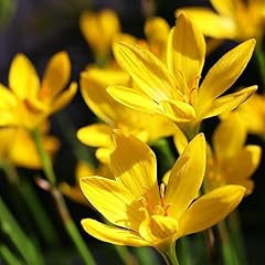 Votaniki yellow rain for sale  Delivered anywhere in USA 