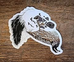 English setter quail for sale  Delivered anywhere in USA 