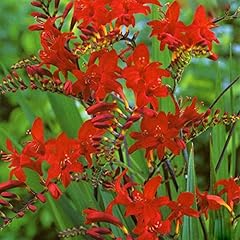 Crocosmia lucifer summer for sale  Delivered anywhere in UK