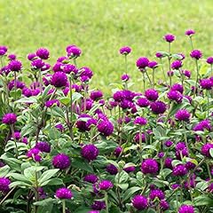 Outsidepride purple gomphrena for sale  Delivered anywhere in USA 