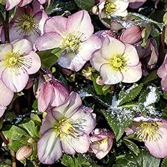 Hellebore plants. ice for sale  Delivered anywhere in UK
