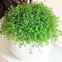 Soleirolia soleirolii helxine for sale  Delivered anywhere in UK