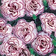 Pack dianthus grans for sale  Delivered anywhere in UK