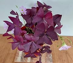 Purple shamrock love for sale  Delivered anywhere in UK