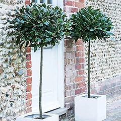 Standard bay tree for sale  Delivered anywhere in UK