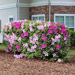 Brighter blooms conversation for sale  Delivered anywhere in USA 