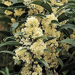 Fudingzhu fragrant tea for sale  Delivered anywhere in USA 