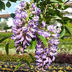 Glicine fiore viola usato  Spedito ovunque in Italia 
