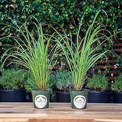 Lemongrass inch pots for sale  Delivered anywhere in USA 