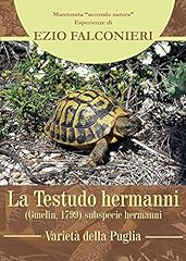 Testudo hermanni. varietà usato  Spedito ovunque in Italia 