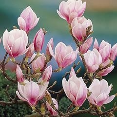 Magnolia soulangeana als gebraucht kaufen  Wird an jeden Ort in Deutschland