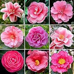 Used, Pink Camellia Shrub | Vibrant Evergreen Potted Outdoor for sale  Delivered anywhere in UK