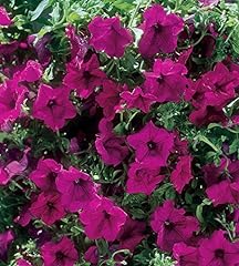 Petunia trailing surfinia for sale  Delivered anywhere in Ireland