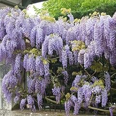 Wisteria sinensis prolific gebraucht kaufen  Wird an jeden Ort in Deutschland