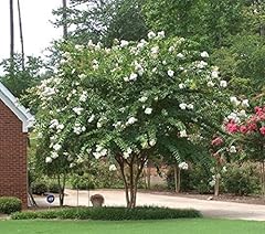 Natchez white crape for sale  Delivered anywhere in USA 