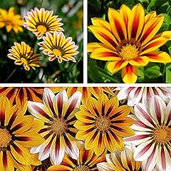 Gazania plants garden for sale  Delivered anywhere in UK