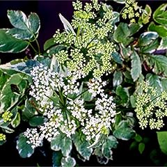 Sambucus nigra golden for sale  Delivered anywhere in UK