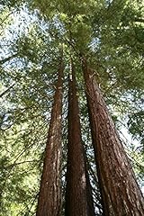 Cedar dogwood pine for sale  Delivered anywhere in USA 