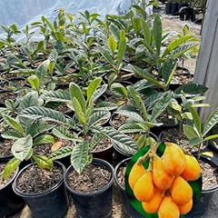 Loquat trees live for sale  Delivered anywhere in USA 