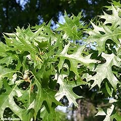 Pin oak trees for sale  Delivered anywhere in USA 