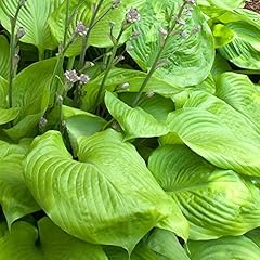 Hosta sum substance for sale  Delivered anywhere in Ireland