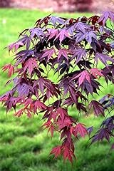 Bloodgood japanese maple for sale  Delivered anywhere in USA 