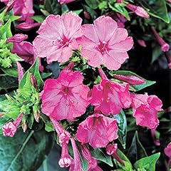 Four clock pink for sale  Delivered anywhere in USA 