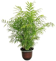 Bamboo palm seeds for sale  Delivered anywhere in USA 