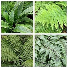 Fern plant mix for sale  Delivered anywhere in UK