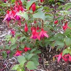 Fuchsia mrs popple for sale  Delivered anywhere in UK