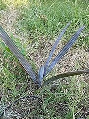 Seedsown graines bismark d'occasion  Livré partout en France