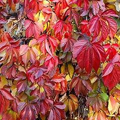 Virginia creeper climbing for sale  Delivered anywhere in Ireland