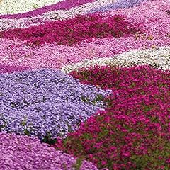Creeping phlox collection for sale  Delivered anywhere in Ireland