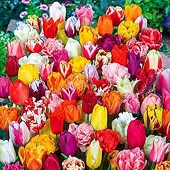 Set tulpen mix gebraucht kaufen  Wird an jeden Ort in Deutschland