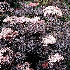 Sambucus nigra black for sale  Delivered anywhere in UK