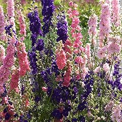 Dwarf larkspur seeds for sale  Delivered anywhere in UK