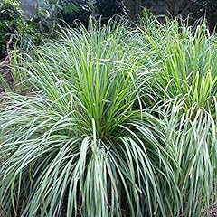 Outsidepride lemon grass for sale  Delivered anywhere in USA 