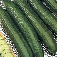 Cucumber plants burpless for sale  Delivered anywhere in UK