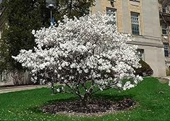 Magnolia stellata piante usato  Spedito ovunque in Italia 