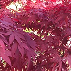 Acer plant atropurpureum for sale  Delivered anywhere in Ireland