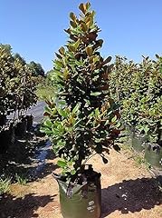 Magnolia grandiflora pianta usato  Spedito ovunque in Italia 