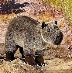 Kösen wasserschweinkind rodri gebraucht kaufen  Wird an jeden Ort in Deutschland