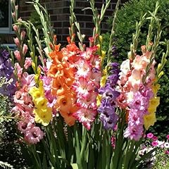 Gladioli colour mixture for sale  Delivered anywhere in UK
