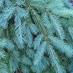 Blue douglas fir for sale  Delivered anywhere in USA 